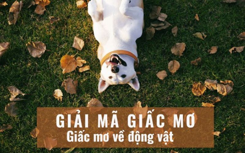 Giải mã về các giấc mơ về con vật phổ biến là gì?